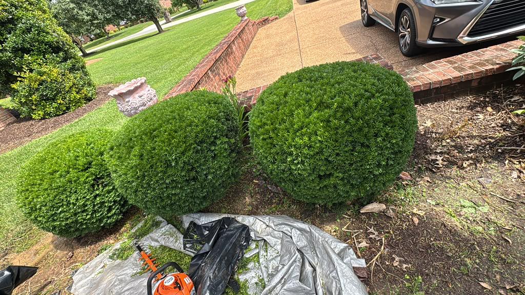 Shrub trimming and tree pruning service